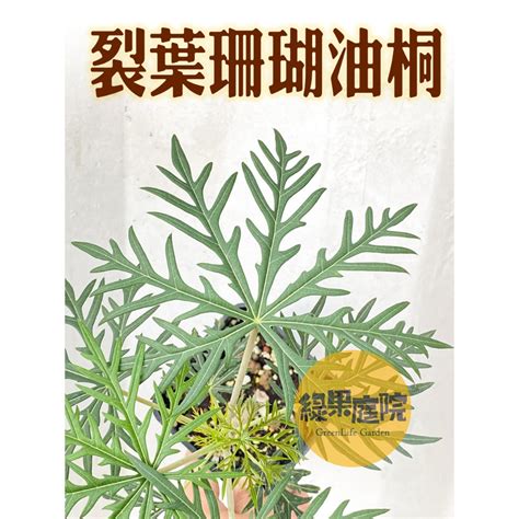 細裂葉珊瑚油桐|細裂葉珊瑚油桐:形態特徵,分布範圍,主要價值,栽培繁殖,